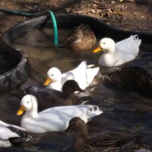 Assorted Call Ducks