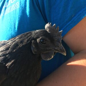 Ayam Cemani Chicken