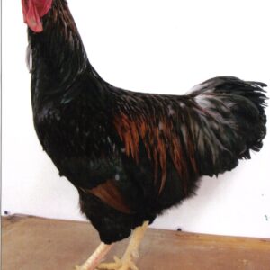 Barnevelder Chicken