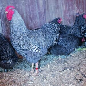 Barred Plymouth Rock Exhibition Type