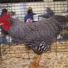 Barred Rock Bantam