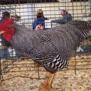 Barred Rock Bantam
