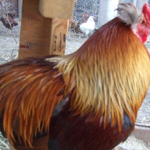 Black Araucana
