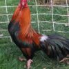 Black Breasted Red Cubalaya Bantam