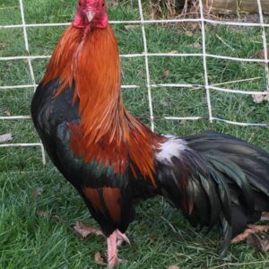 Black Breasted Red Cubalaya Bantam
