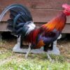 Black Breasted Red Jungle Fowl Standard Old English