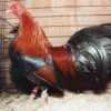 Black Breasted Red Old English Game Bantam