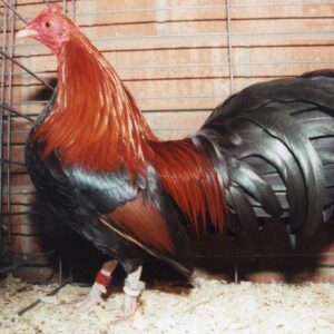 Black Breasted Red Old English Game Bantam