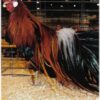 Black Breasted Red Phoenix Bantam
