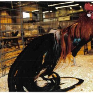 Black Breasted Red Phoenix Standard Chicken