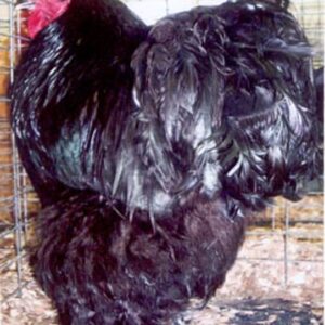 Black Cochin Standard Chicken