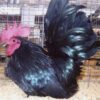 Black Japanese Bantam
