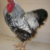 Black Laced Silver Wyandotte Chicken