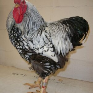 Black Laced Silver Wyandotte Chicken