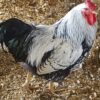 Black Laced Silver Wyandotte Chicken (Show Type)