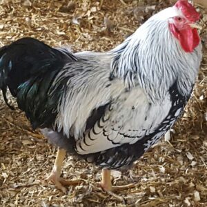 Black Laced Silver Wyandotte Chicken (Show Type)