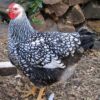 Black Laced Silver Wyandotte Started Pullet