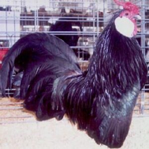Black Rosecomb Bantam