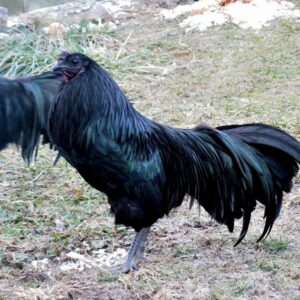 Black Sumatra Chicken