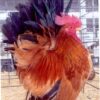 Black Tailed Buff Japanese Bantam