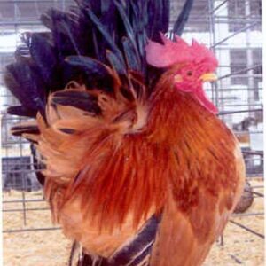 Black Tailed Buff Japanese Bantam