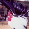 Black Tailed White Japanese Bantam