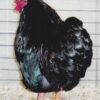 Black Wyandotte Bantam