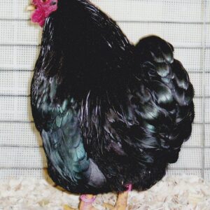 Black Wyandotte Bantam