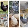 Blue Egger Female Surplus
