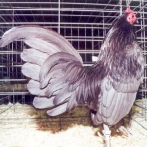 Blue Old English Game Bantam