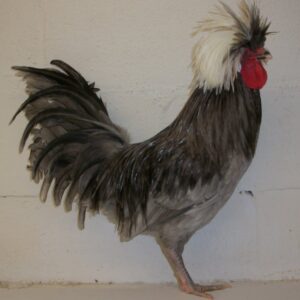 Blue Polish Chicken