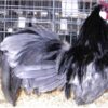 Blue Rosecomb Bantam