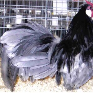 Blue Rosecomb Bantam