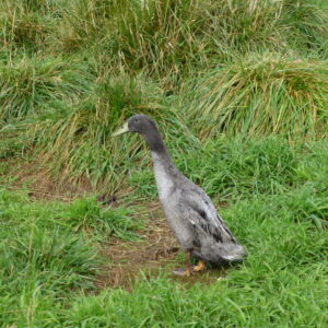 Blue Runner Ducks