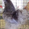 Blue Silkie Bantam
