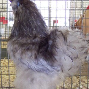 Blue Silkie Bantam