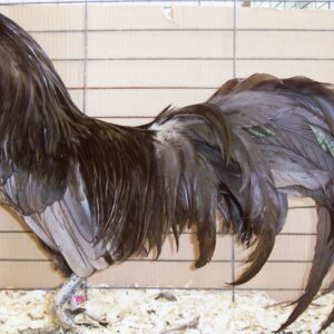 Blue Sumatra Chicken