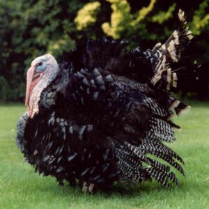 Broad Breasted Bronze Turkey
