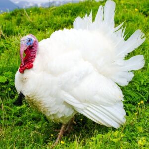 Broad Breasted White Turkey
