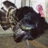 Bronze Heritage Standard Turkey