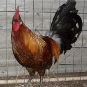 Brown Breasted Brown Red Standard Old English