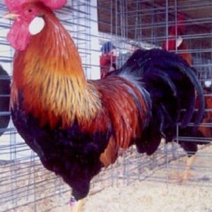 Brown Leghorn Chicken