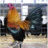Brown Red Old English Game Bantam