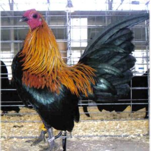 Brown Red Old English Game Bantam