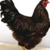 Buckeye Chicken