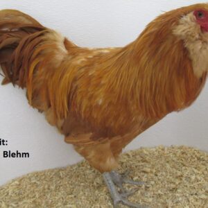 Buff Ameraucanas Chicken