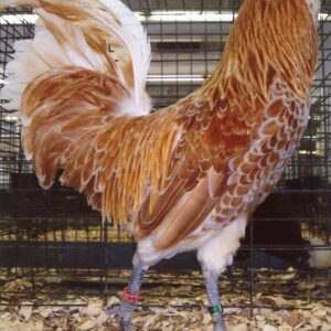 Buff Laced Polish Chicken