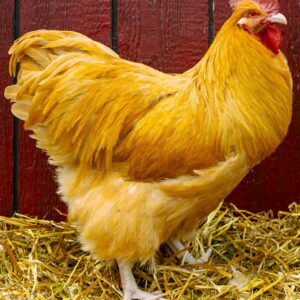 Buff Orpington Exhibition Type