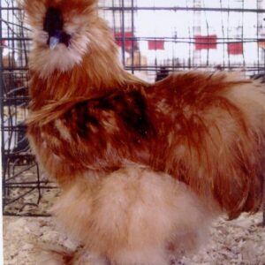Buff Silkie Bantam