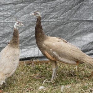 Cameo Peafowl Pair